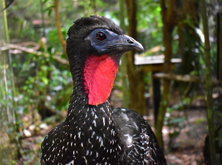 Photo of Crested Guan