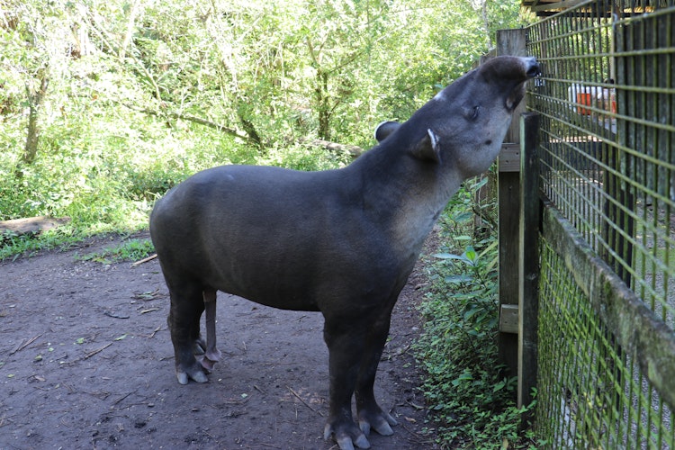 Photo of Central American Tapir