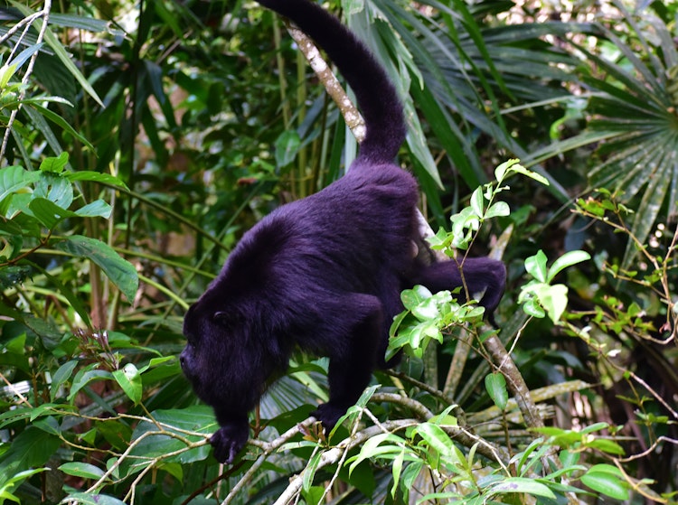 Photo of Black Howler Monkeys