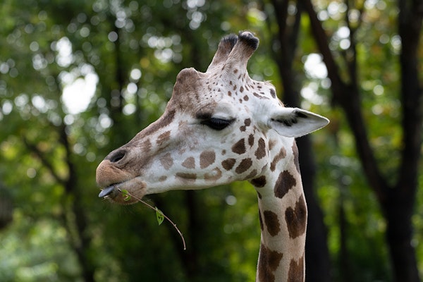 Photo of Giraffes (Outdoor Viewing)