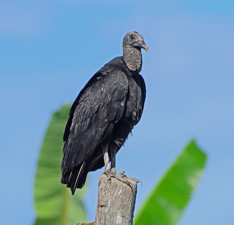 Photo of Black Vulture