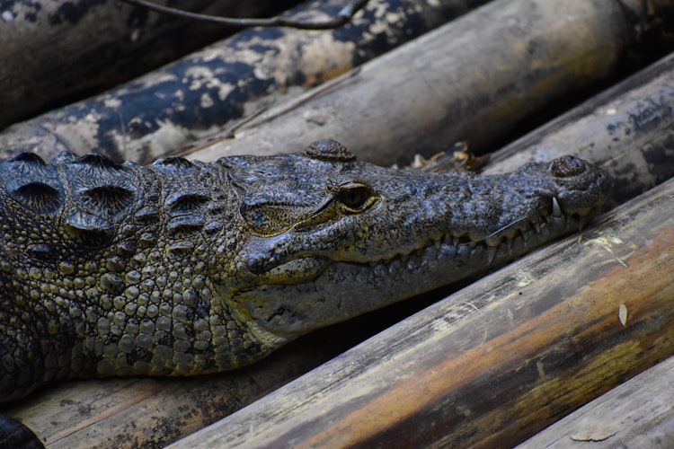 Photo of Morelet's Crocodile