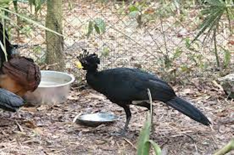 Photo of Curassows
