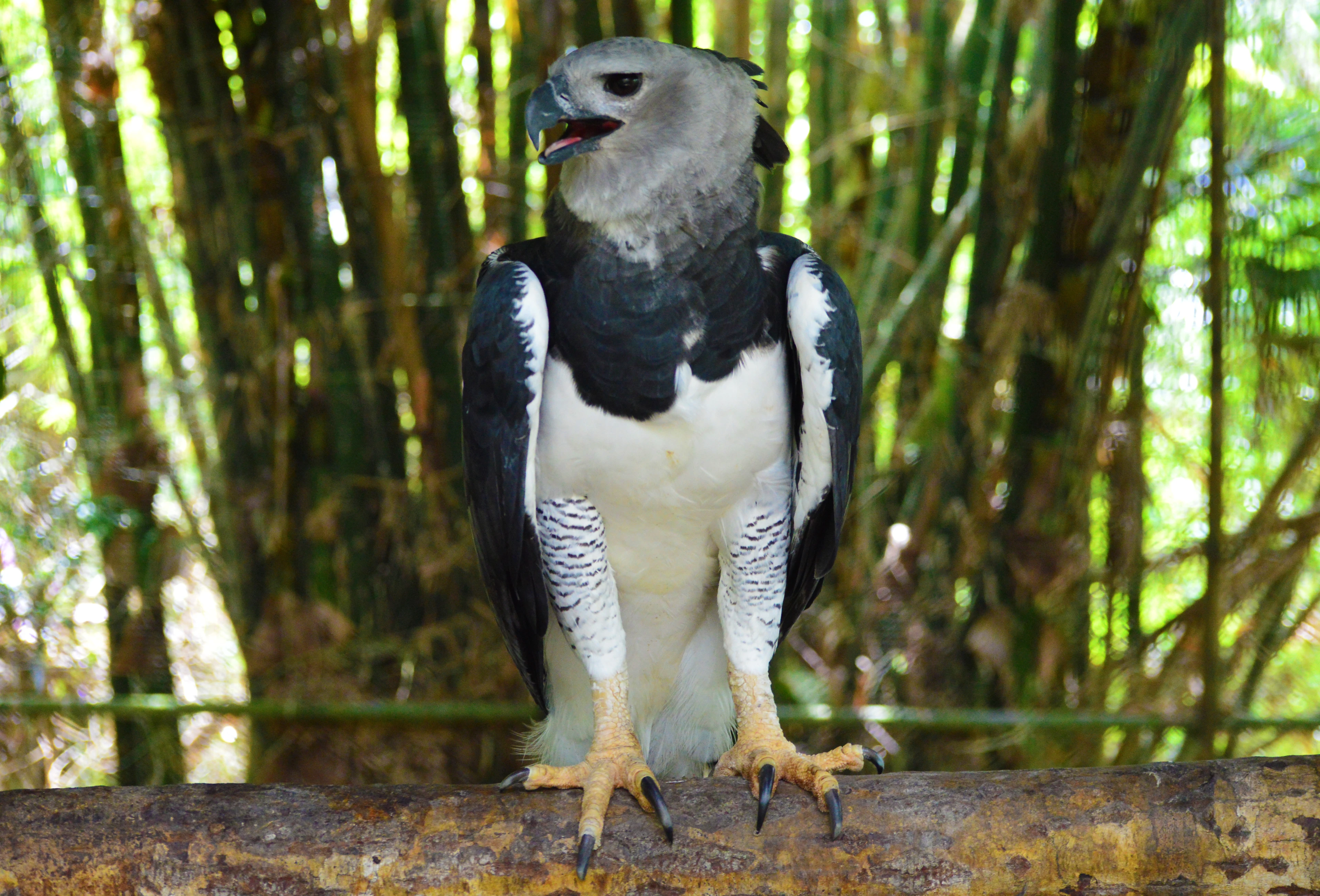 Harpy Eagle