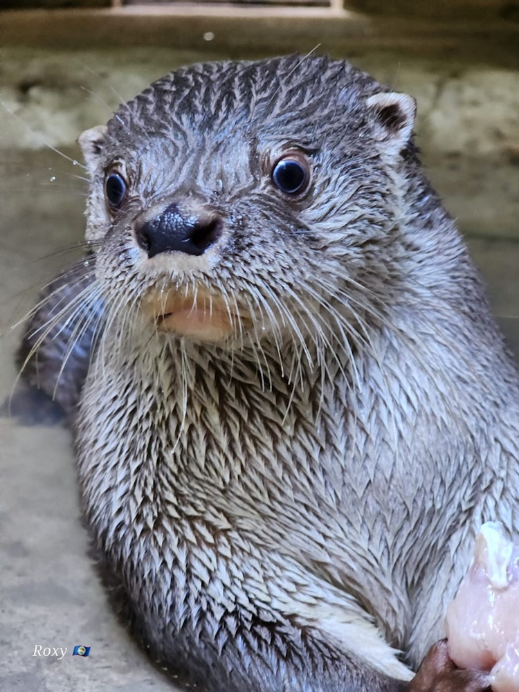 Photo of Neo The Neotropical River Otter