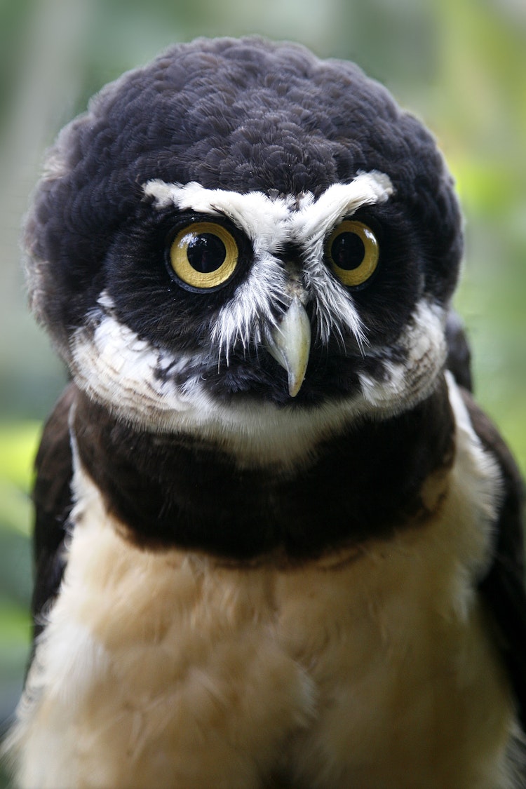 Photo of Spectacled Owl