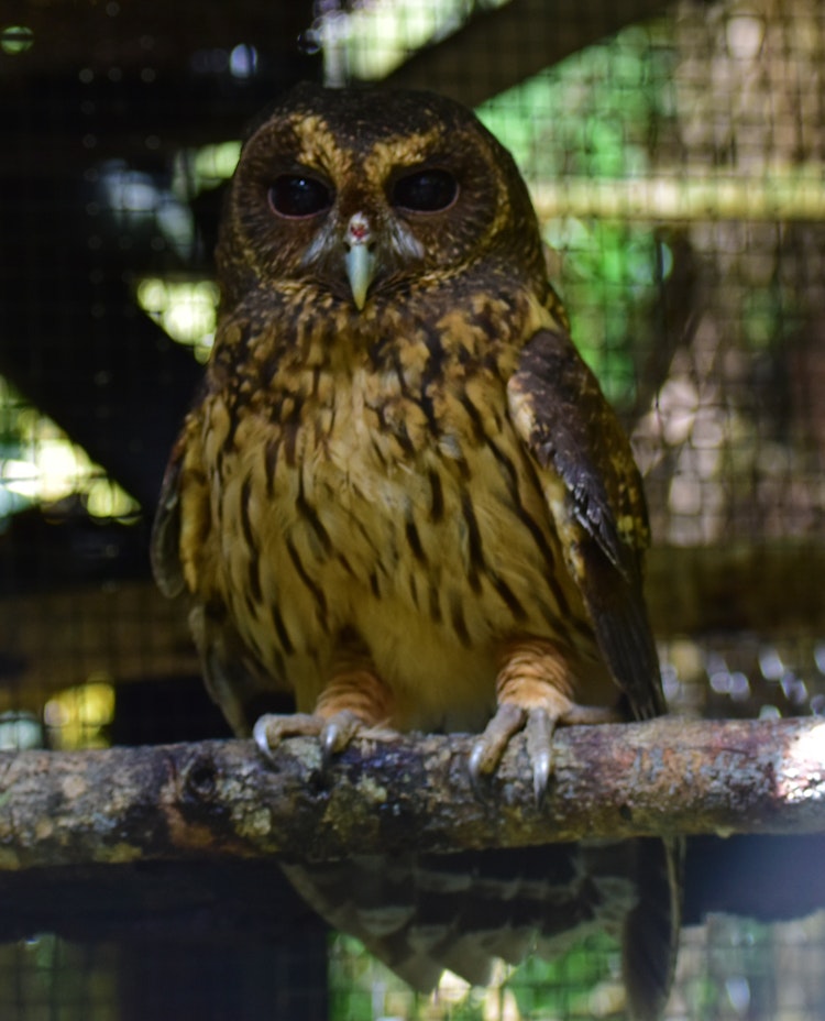 Photo of Mottled Owl