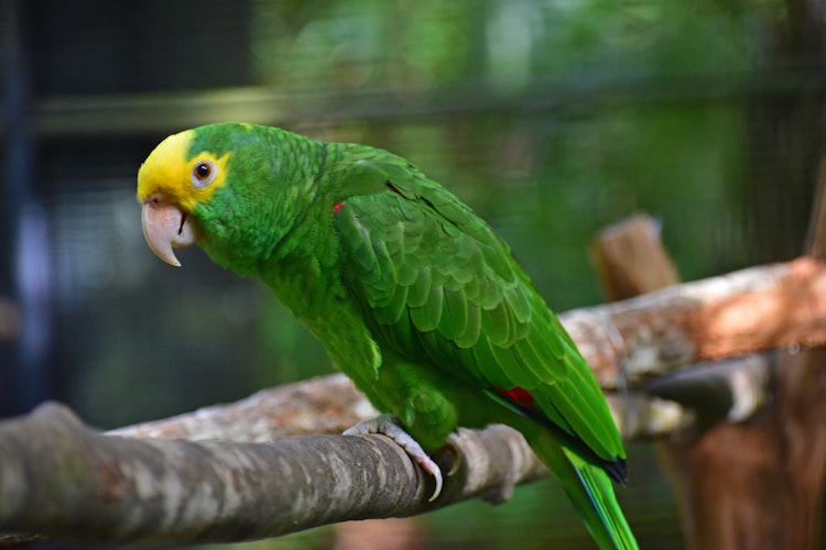 Photo of Yellow-Headed Parrots