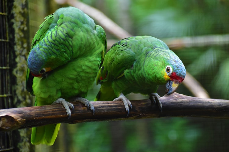 Photo of Red-Lored, White-Fronted & Mealy Parrots