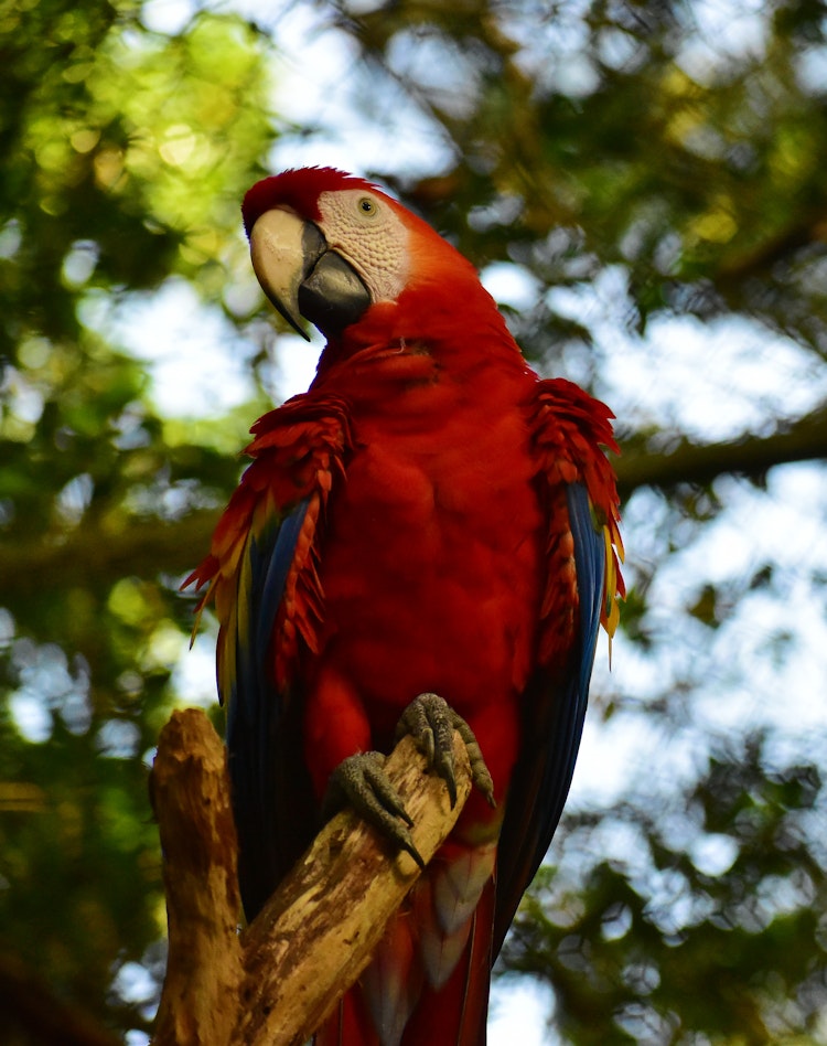 Photo of Scarlet Macaws