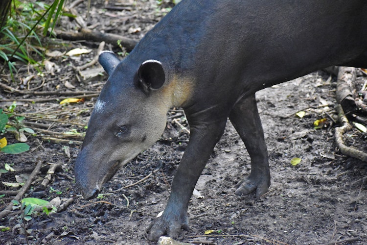 Photo of Indy the Tapir