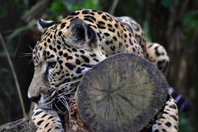 Photo of Lindo the Jaguar