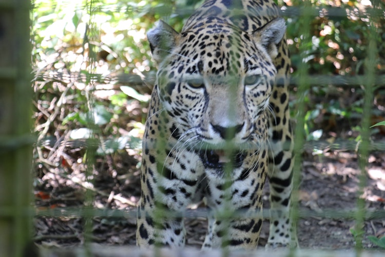 Photo of Jaguars