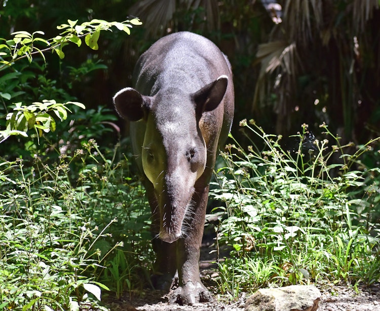Photo of Sparks the Tapir