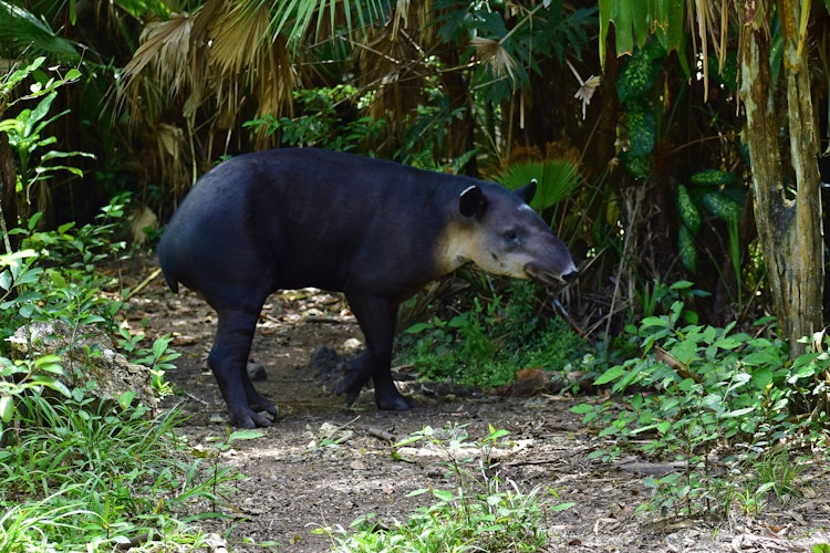 Photo of Marchismo the Tapir