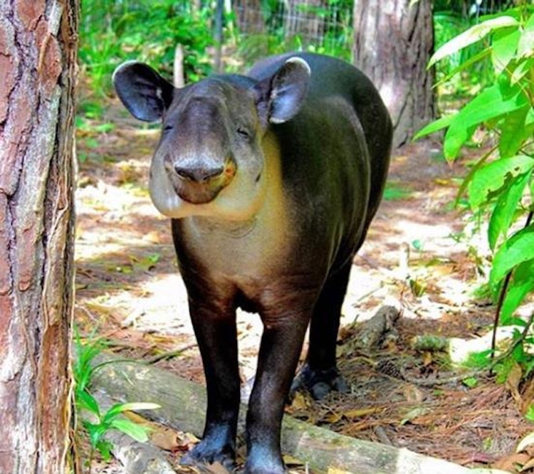 Photo of Tambo the Tapir