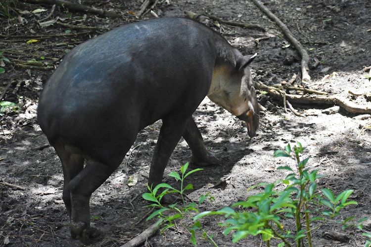 Photo of Fuego the Tapir