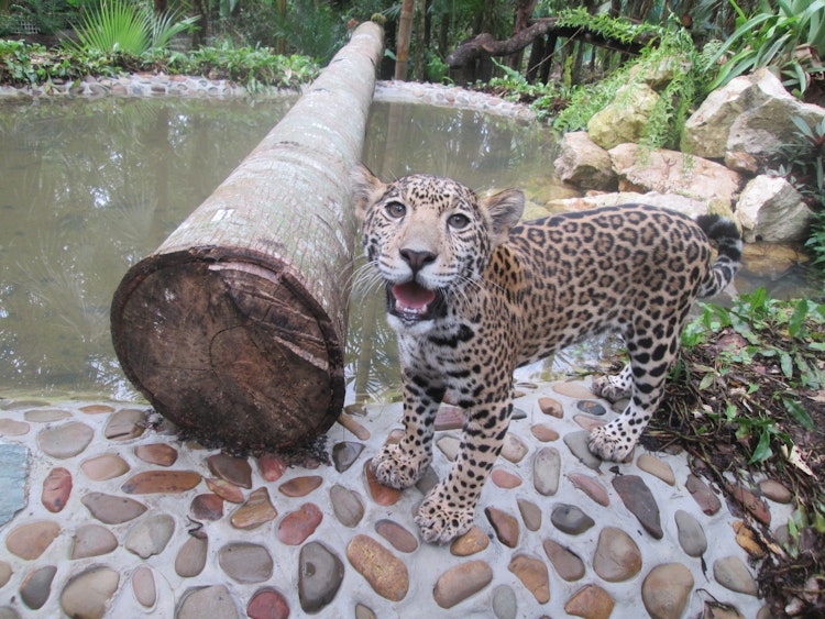 Photo of Chiqui the Jaguar