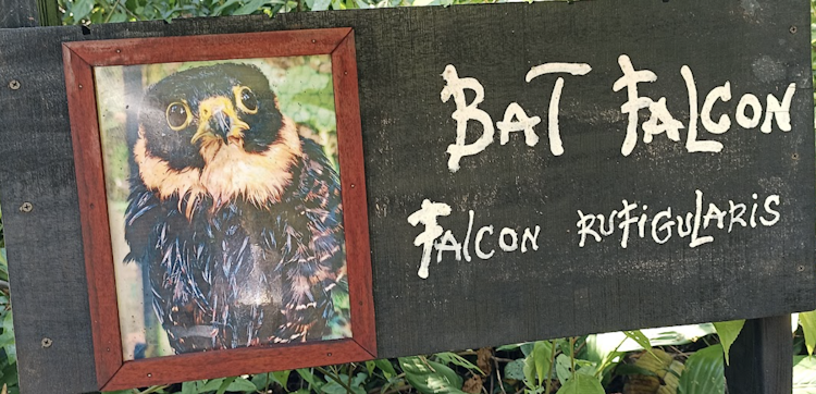 Photo of Bat Falcon