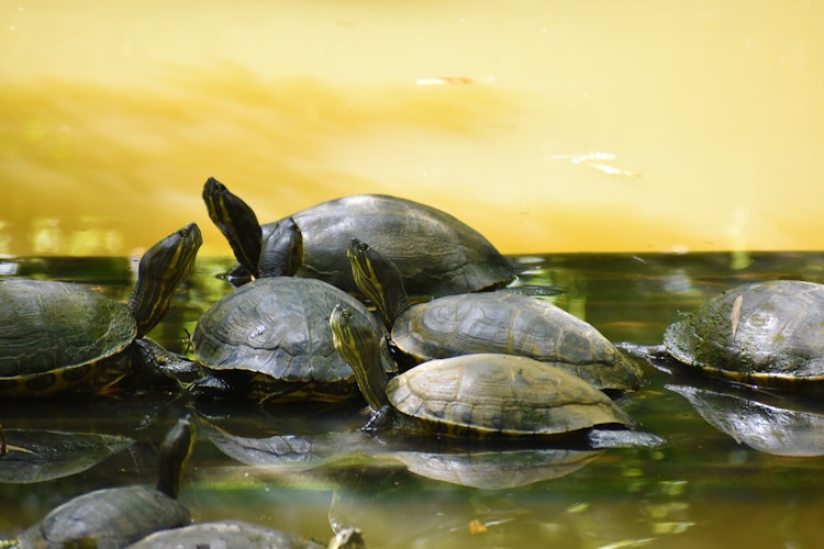 Photo of Freshwater Turtles