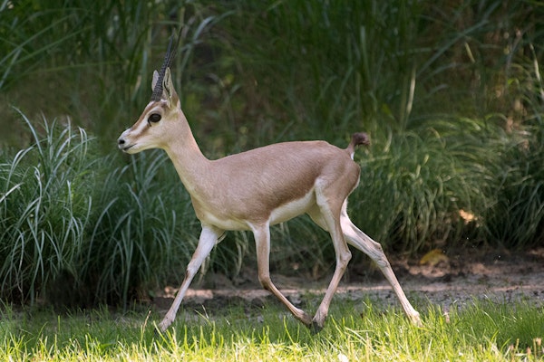 Photo of Slender-horned Gazelle