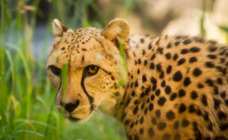 Photo of Cheetah