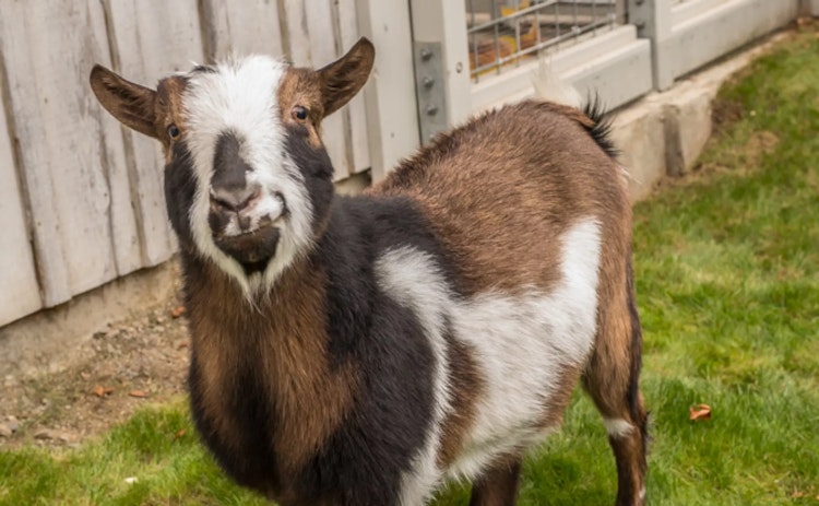 Photo of Nigerian Dwarf Goat