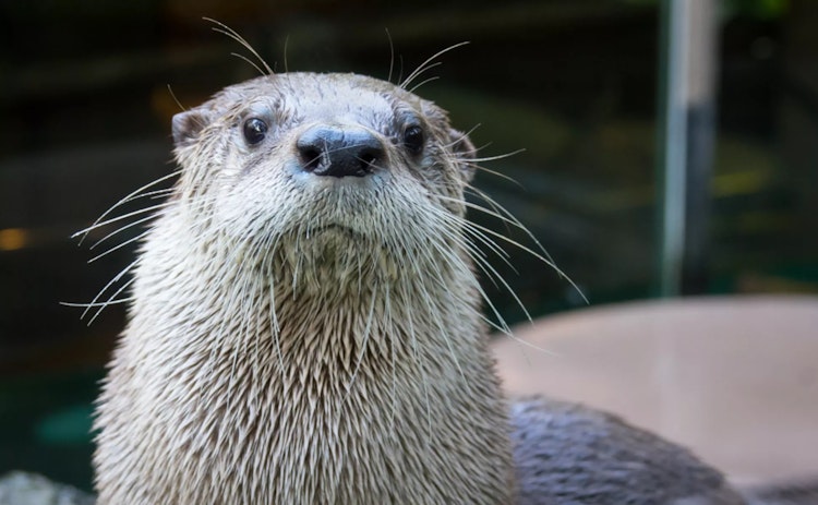 Photo of River Otter