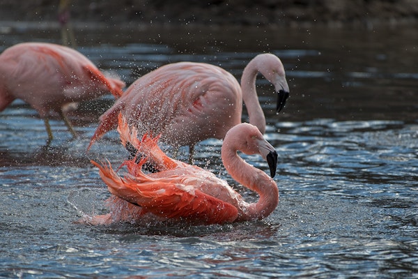 Photo of Flamingo, Chilean