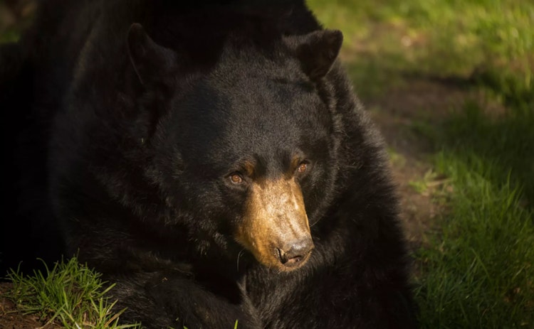 Photo of American Black Bear