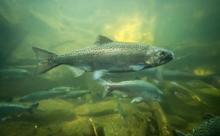 Photo of Chinook Salmon