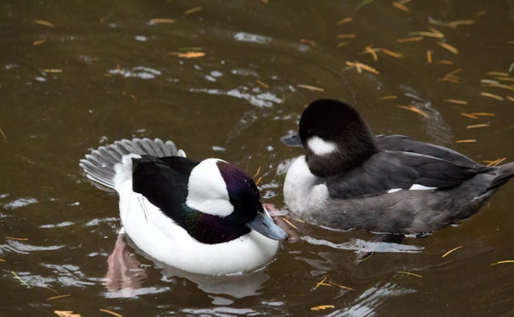 Photo of Bufflehead