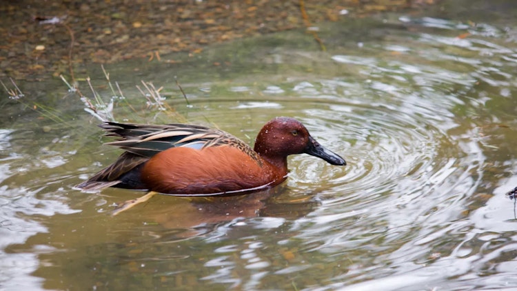 Photo of Cinnamon Teal