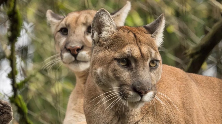 Photo of Cougar