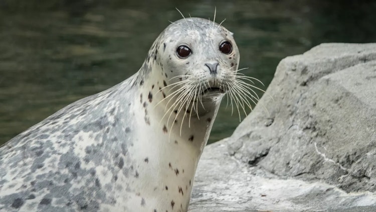 Photo of Harbor Seal