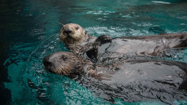 Photo of Sea Otter