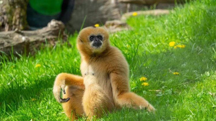 Photo of White-Cheeked Gibbon