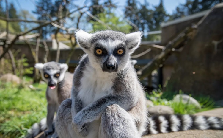 Photo of Ring-tailed lemur