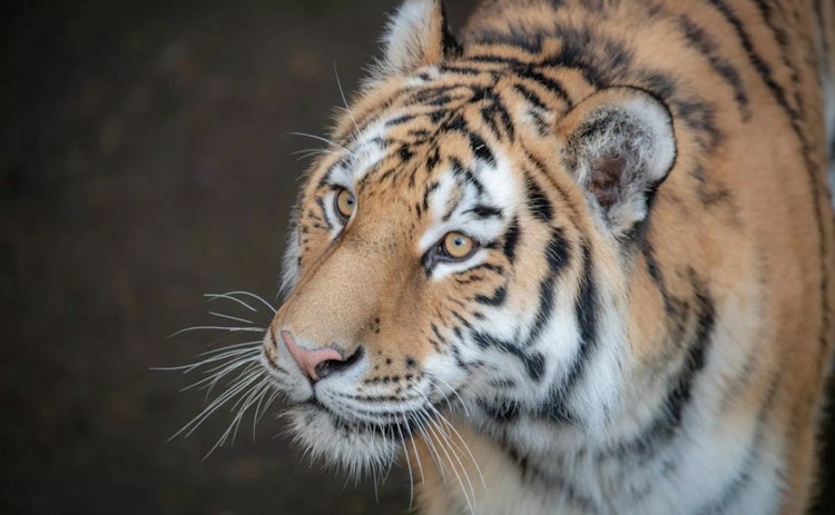 Photo of Amur Tiger