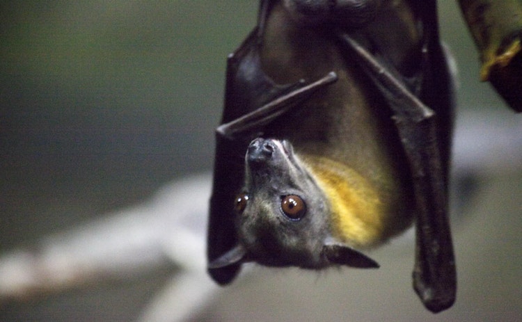 Photo of Straw-Colored Fruit Bat