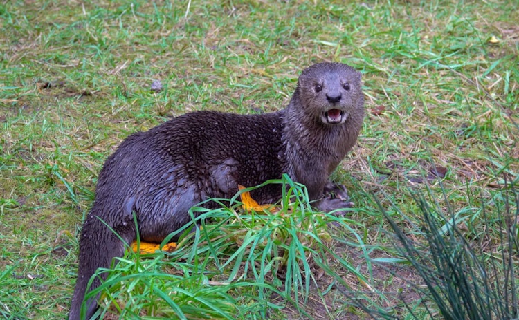 Photo of Spotted-Necked Otter