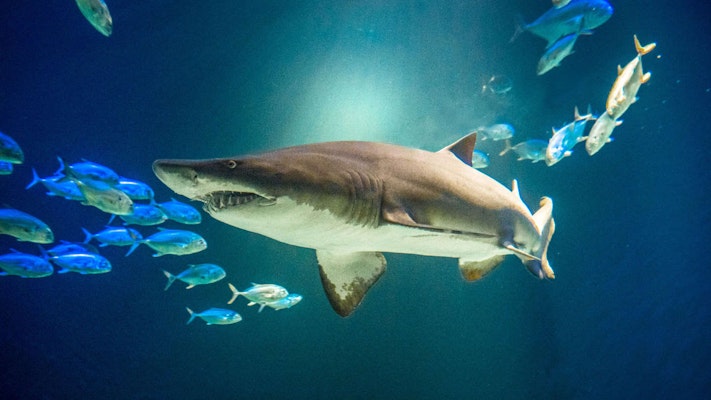 Photo of Ocean Wonders: Sharks!
