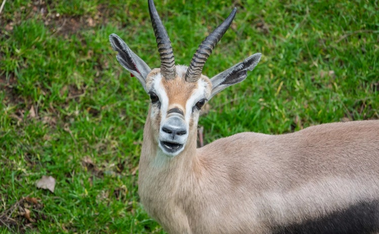 Photo of Speke's Gazelle