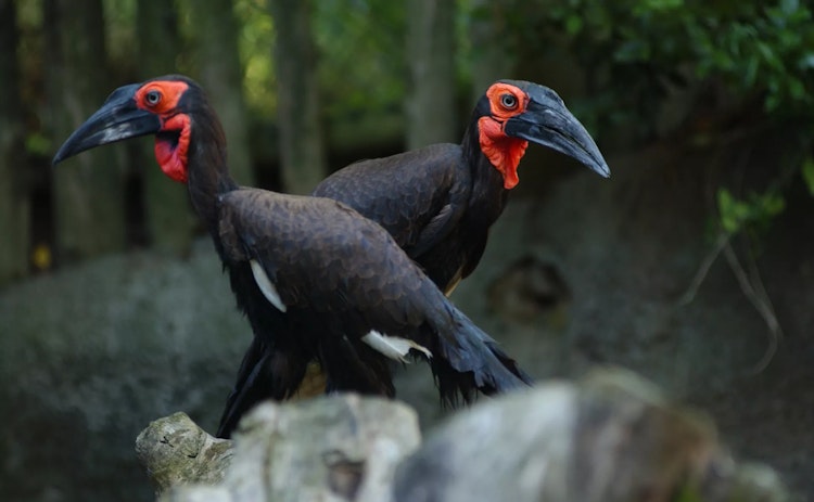 Photo of Southern Ground Hornbill