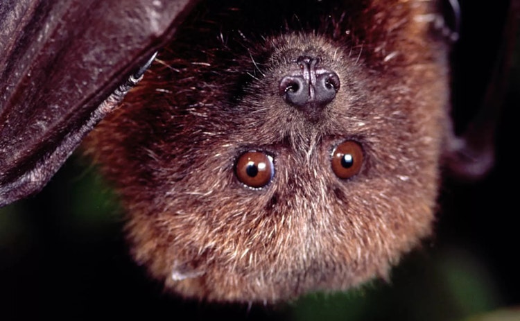 Photo of Rodrigues Flying Fox