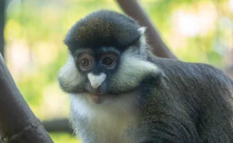 Photo of Red-Tailed Monkey