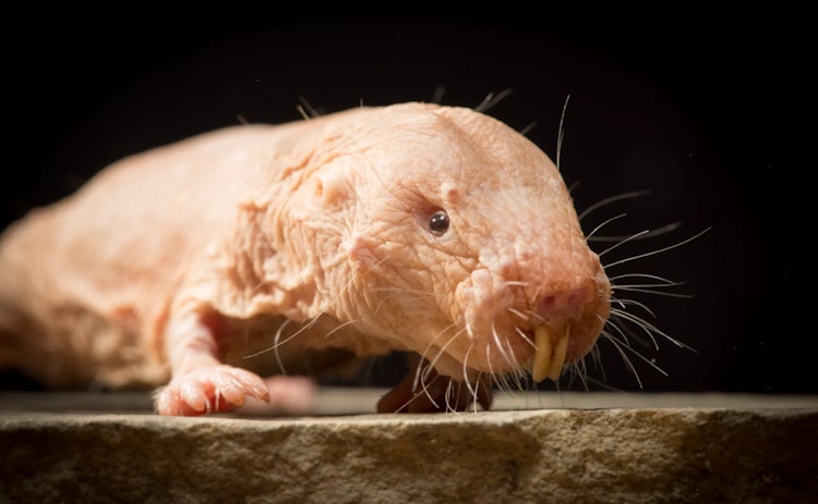 Photo of Naked Mole Rat