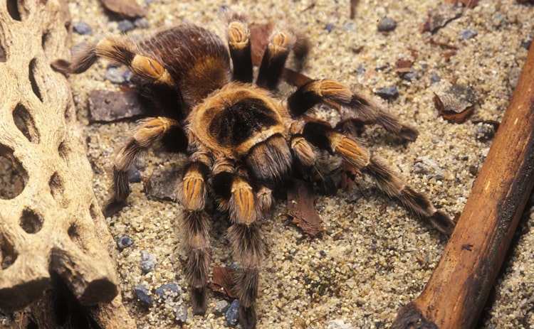 Photo of Mexican Red-Kneed Tarantula