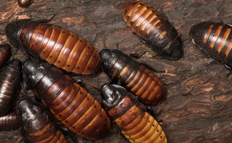 Photo of Madagascar Hissing Cockroach