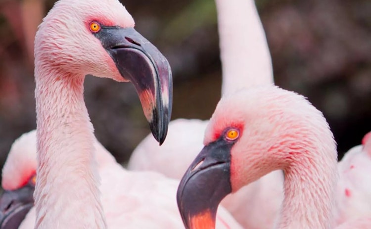 Photo of Lesser Flamingo